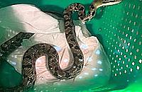 Wąż tajwański przy Wieśniaczej. Wystraszeni mieszkańcy wezwali ekopatrol