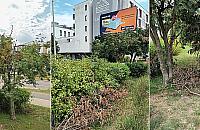 Ktoś zniszczył drzewa przy Lazurowej. Mieszkańcy na tropie