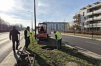 Bemowo się zazielenia. Kolejne drzewa pojawią się przy ulicy Lazurowej